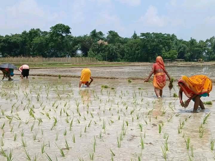 वर्षा नहुँदा बारामा ३४ हजार हेक्टरमा मात्रै रोपाइँ